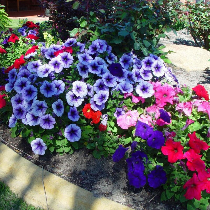 ��� ���������� ������ � �������� �����: ��������� �������� ��� ����