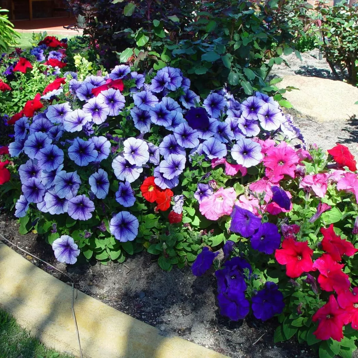 Как превратить балкон в цветущий оазис: идеальные растения для уюта