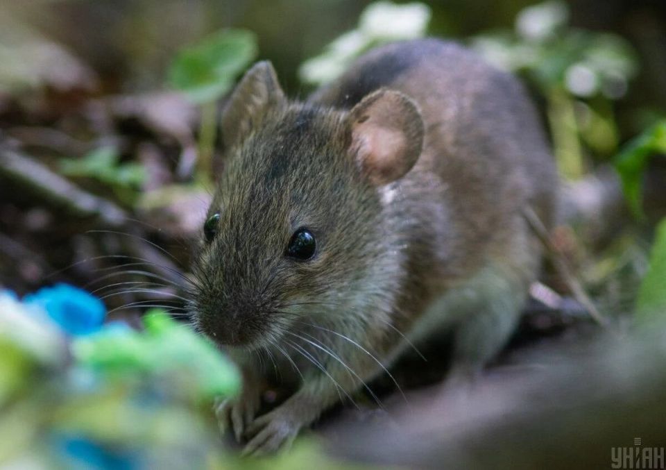 ��� ���������� �� ����� �����: ���������� ������ �� ��������