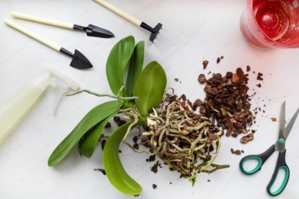 ��� �������� ���������� �������� �����������: ������ �� �����