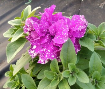 ��� ��������� ������� ������� � �������� ��������: ������� ��������� ����������