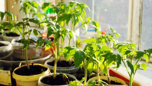 ��� ��������� ������� ������� �������: ������� �������� ��������