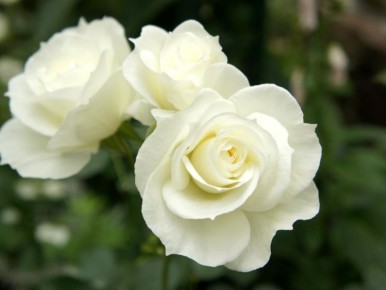 ������ � ����: ��� �������� ����� ��� �����