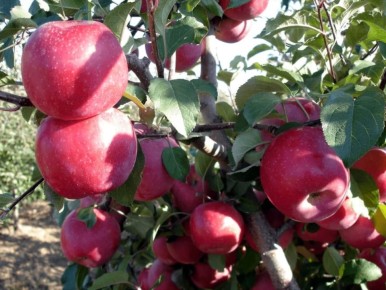 ������ ��������� ������ �������-������: �������, ������� �������� �������