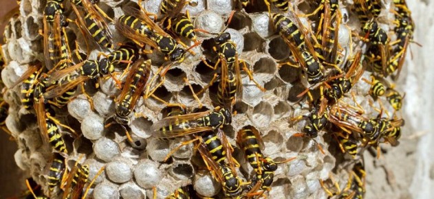 ��� ��������� ���������� �� ������� ������ �� ����