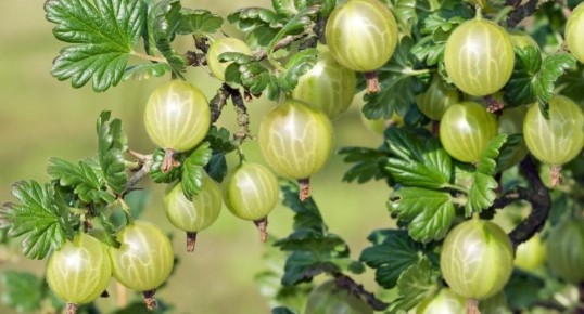 ��� ��������� ���������� ��������� � ��������� ��� �������� ������