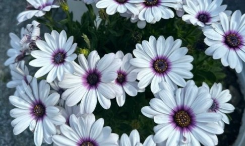 �����, ����������� ������� � ������������: ������ ������ ������� ��������