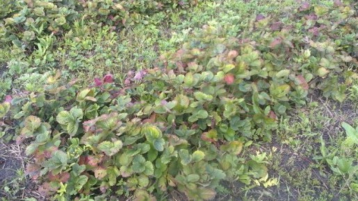 ��� ������ � ��������� �������� �� ����: ������ ����������� ������