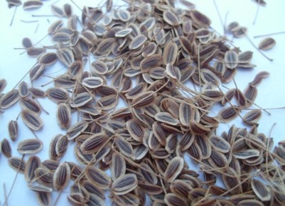 ��������� �����: ������ ������� ������ � ������ ������ �� �������