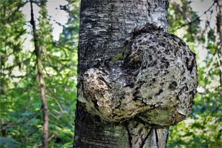 ������� ����: ��� ������� ������ ����� ��������� �������