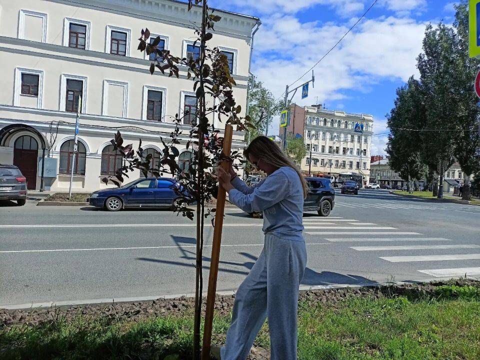 Дерево на дороге: как прохожие стали героями и помогли черемухе Дерево на дороге: как прохожие стали героями и помогли черемухе