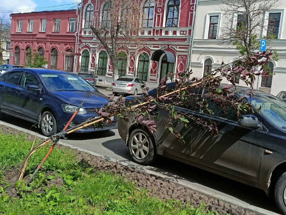 Дерево на дороге: как прохожие стали героями и помогли черемухе Дерево на дороге: как прохожие стали героями и помогли черемухе