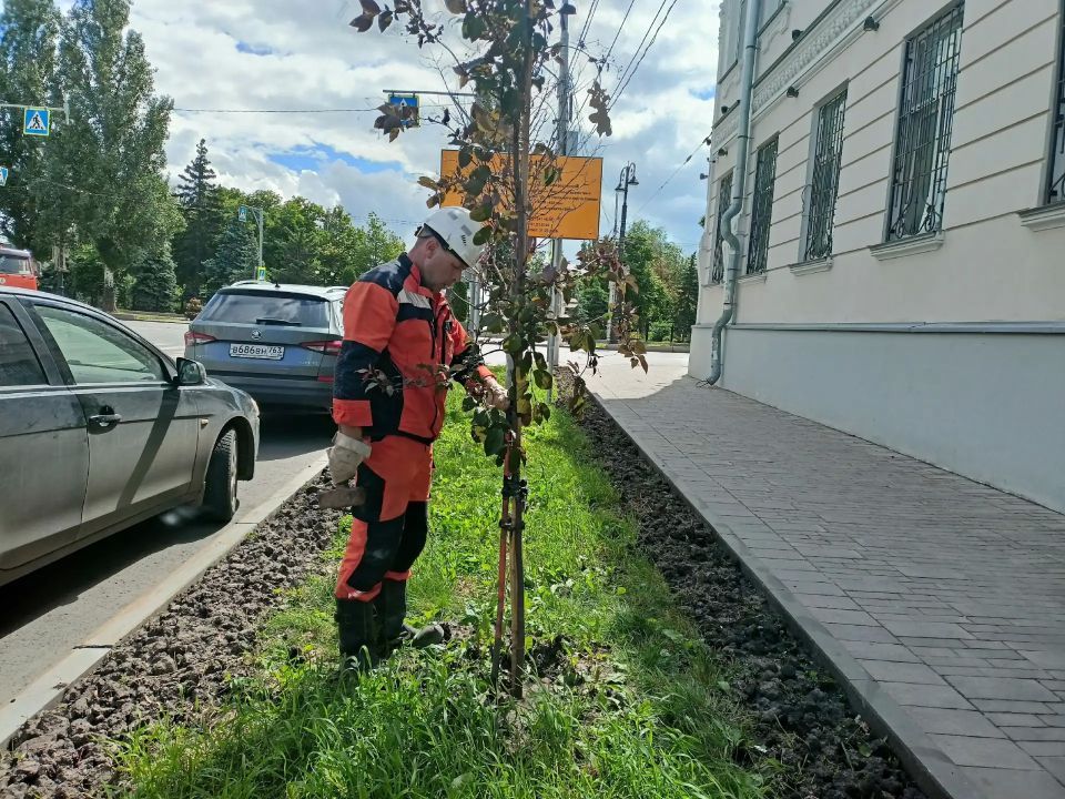 Дерево на дороге: как прохожие стали героями и помогли черемухе