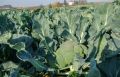 Как вырастить идеальную брокколи: секреты от опытного садовода