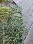 ��� ��������� ����������� ��� � ������� ������: ������ ������������