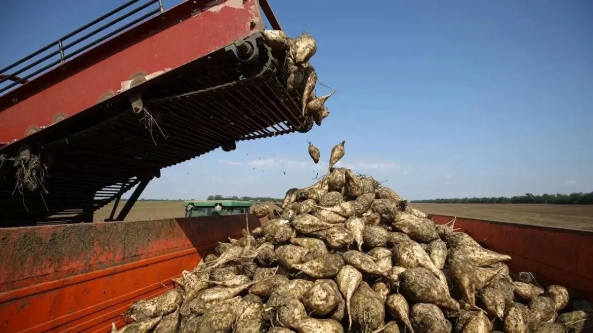 В Карачаево-Черкесии началась уборка сахарной свёклы
