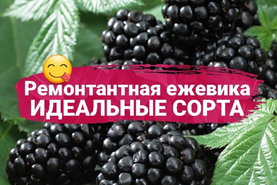 Ремонтантная ежевика: идеальное решение для вашего сада