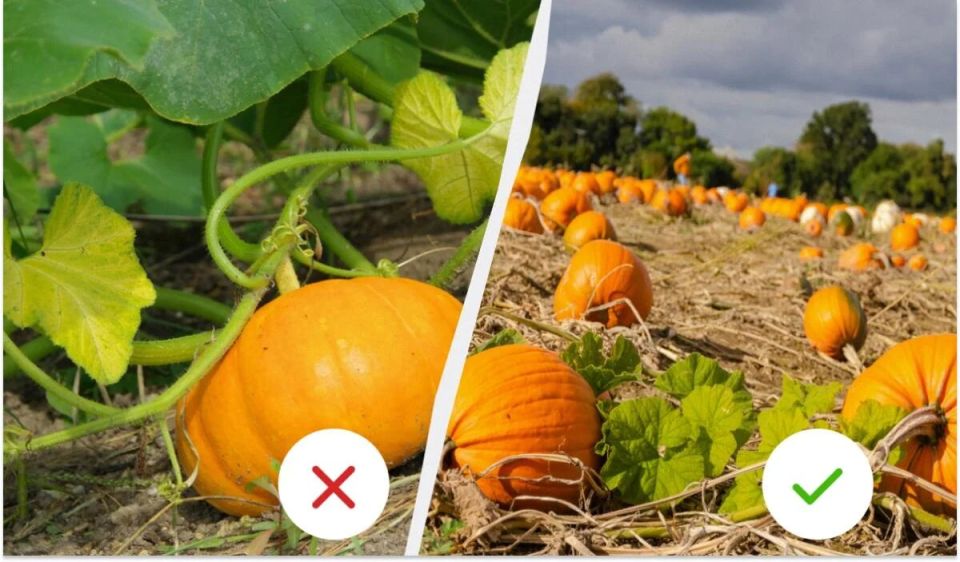 �����: ��� ���������� �������� ������ �� ��������� �������