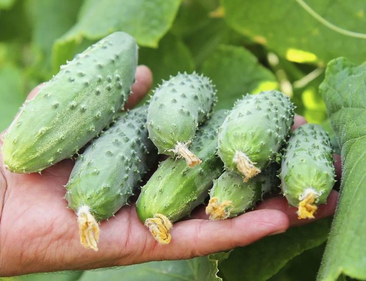 Секреты Собираемого Урожая Огурцов: Как Правильное Удобрение Поменяет Всё