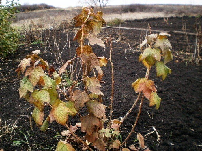 Зачем смородину подкармливать осенью? Секреты для крупных ягод и зимостойкости