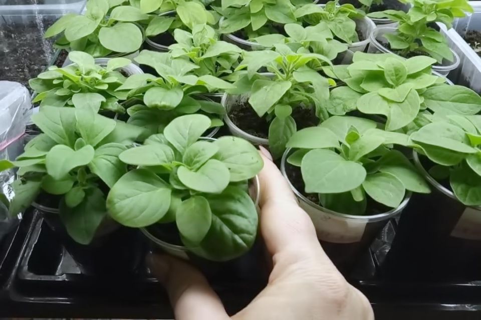 Как правильно прищипывать рассаду петунии для пышного цветения и здоровья растений