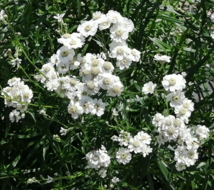 Очарование тысячелистника Жемчужница в вашем саду