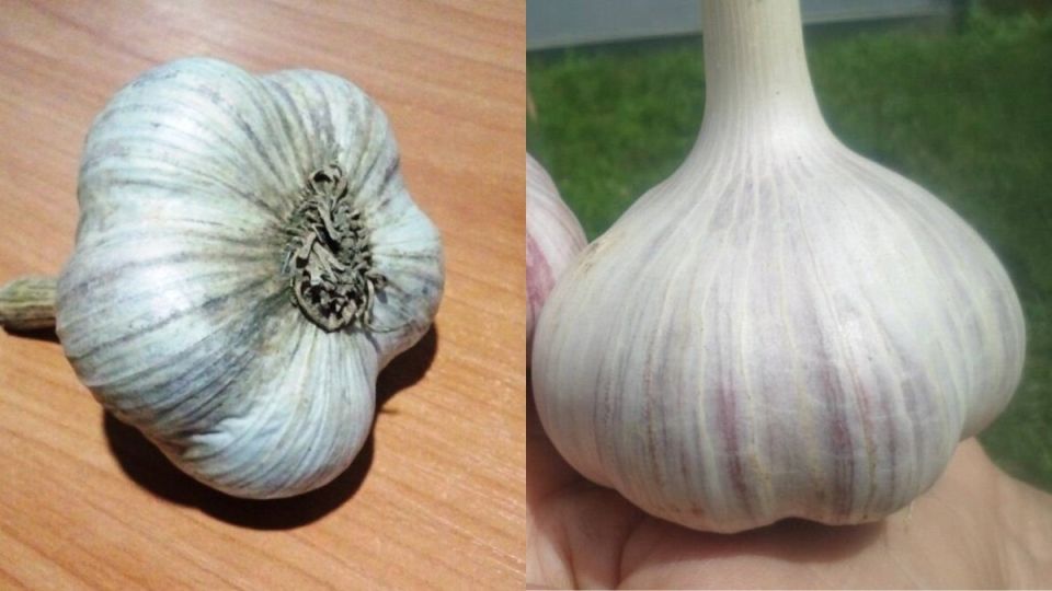 Травяной настой как альтернатива минеральным удобрениям