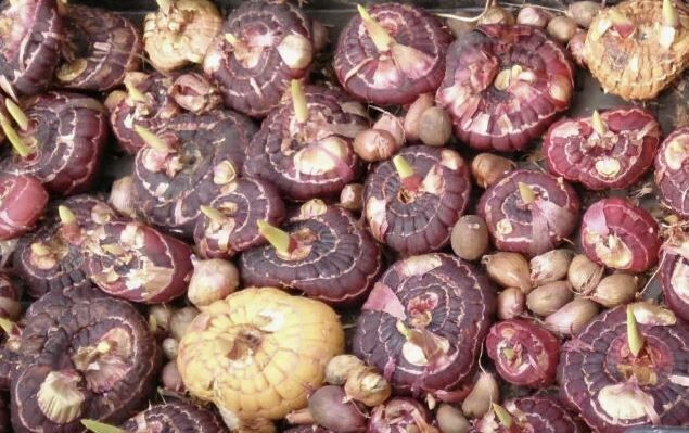 Как сохранить луковицы гладиолусов до весны: секреты опытных садоводов