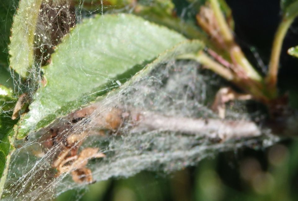 Как спасти розы от паутинного клеща: советы и методы борьбы