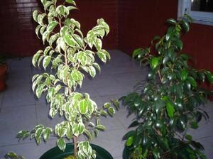 Фикус Бенджамина: секреты успешного выращивания и ухода