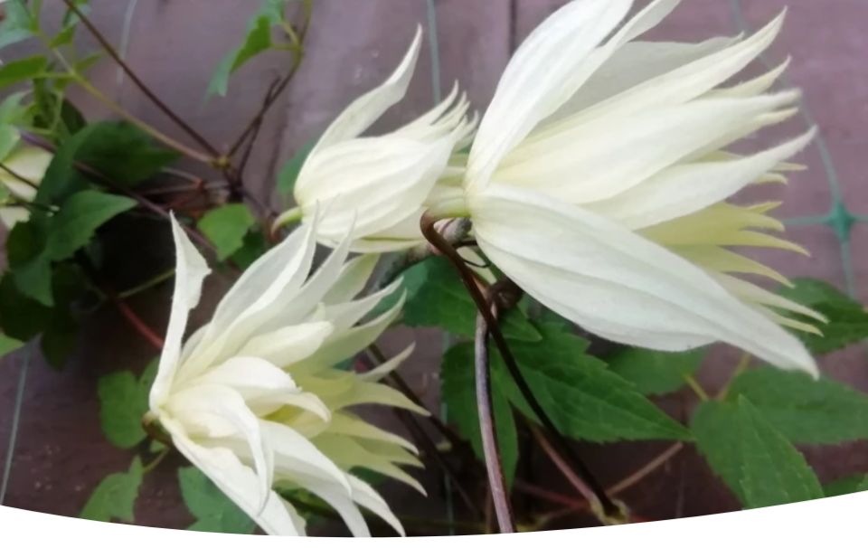 Княжики: изящные лианы для вашего сада