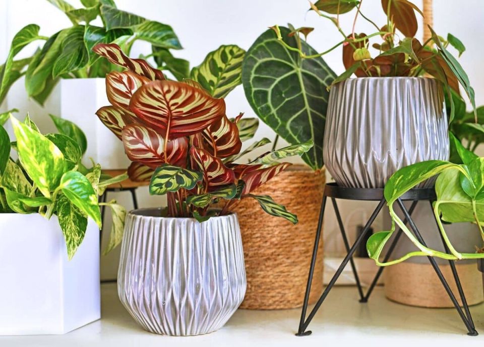 Искусство выбора: Как выбрать подходящее кашпо для ваших растений