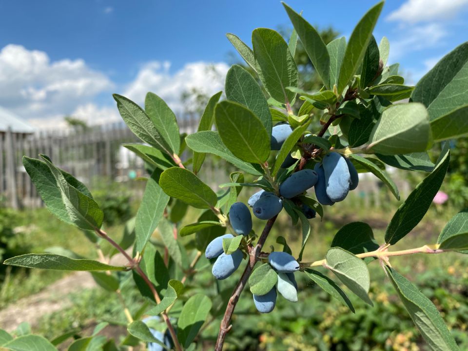 Жимолость: секреты успешного культивирования на дачном участке