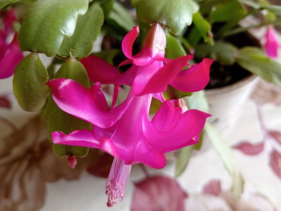 Как подготовить декабрист к пышному цветению к Новому году