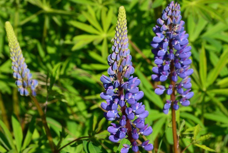 Почему огородники отказываются от сидератов: неожиданные результаты исследований