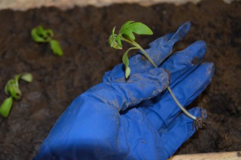 Как спасти рассаду томатов от черной ножки: советы и рекомендации