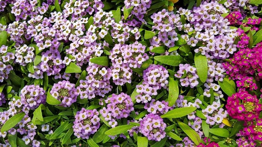 Секрет пышных клумб: как осенний посев однолетников меняет дачную жизнь навсегда