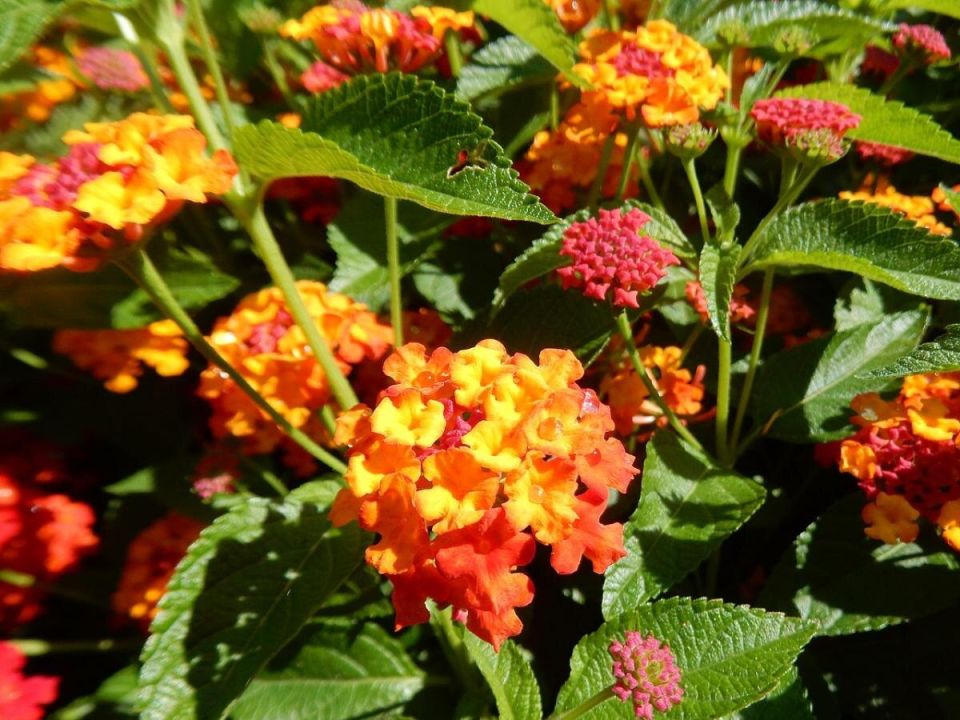 ��� ��������� ������������ �������� �����: ������ � �������