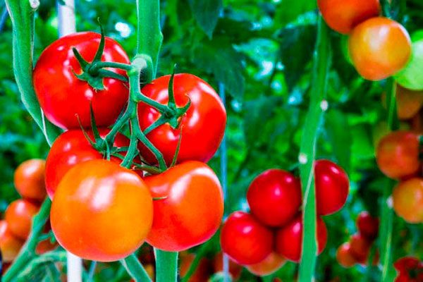 ������ �����: ������������� ������� ����� ���������� ������