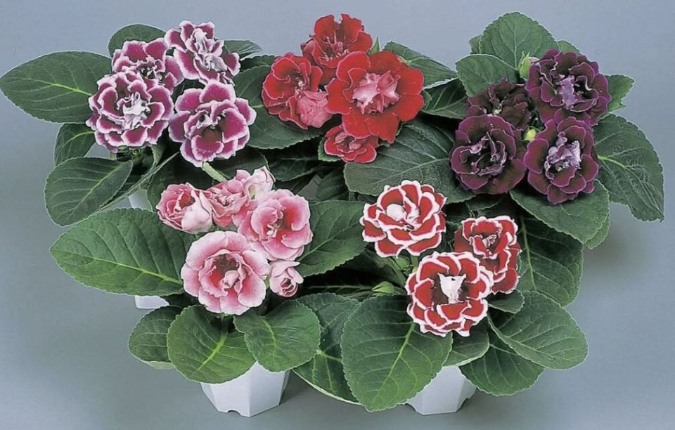 ��������� � �������� ��������: ������� ������� ��������� ��������� ������