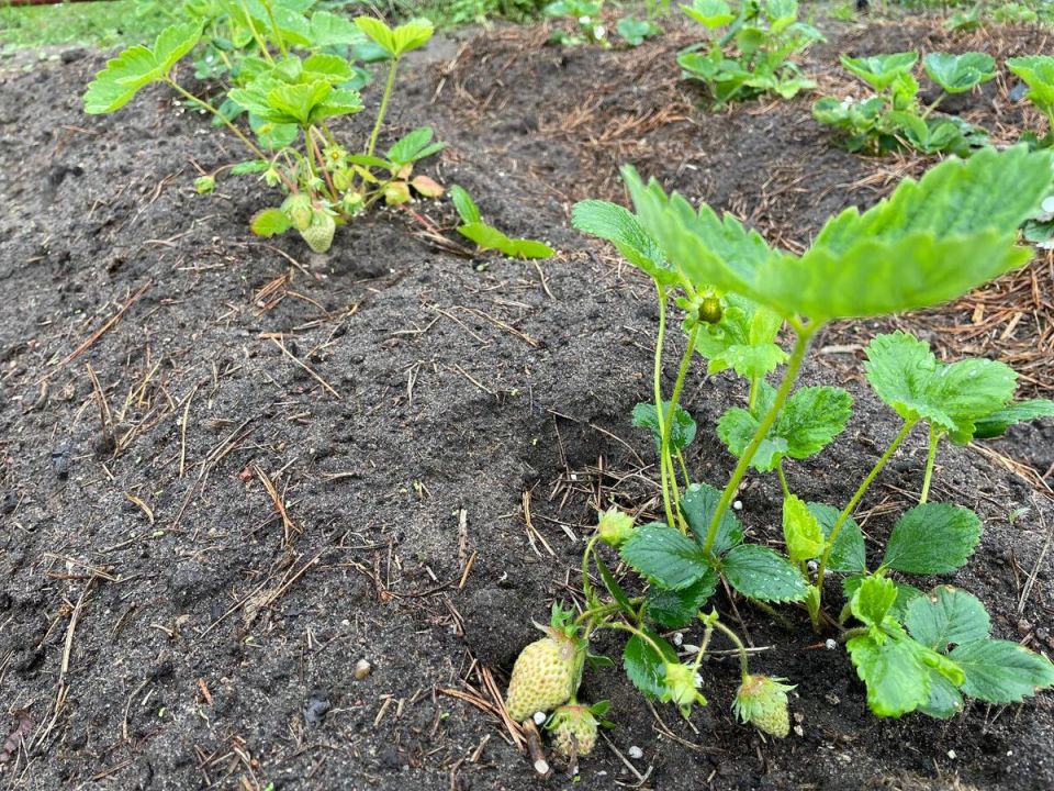 Секреты успешного урожая клубники Азия