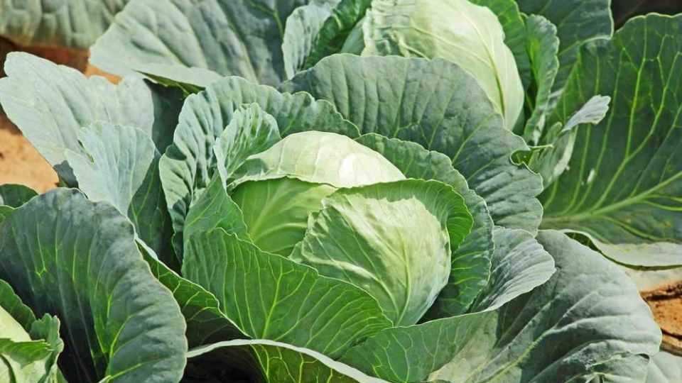 ��� �������� ��������� ������ ������� ��� �������� �������: ����� ������