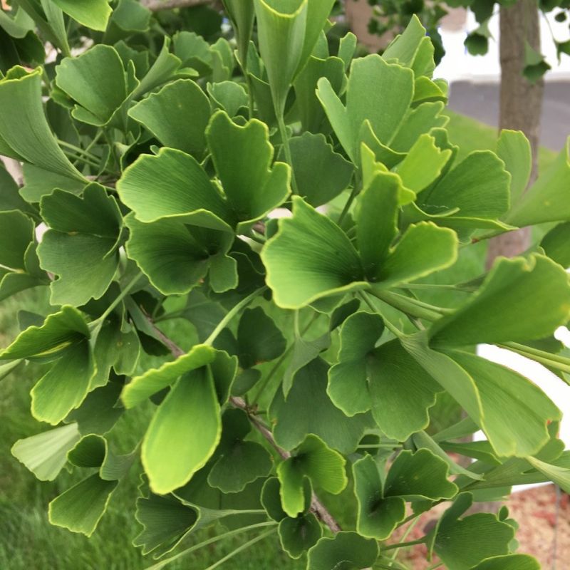 ������ ������: ������� ������ ������� � ����� ����