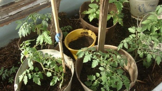 ���������� �����: ����������� ������� � ������ ��� ���