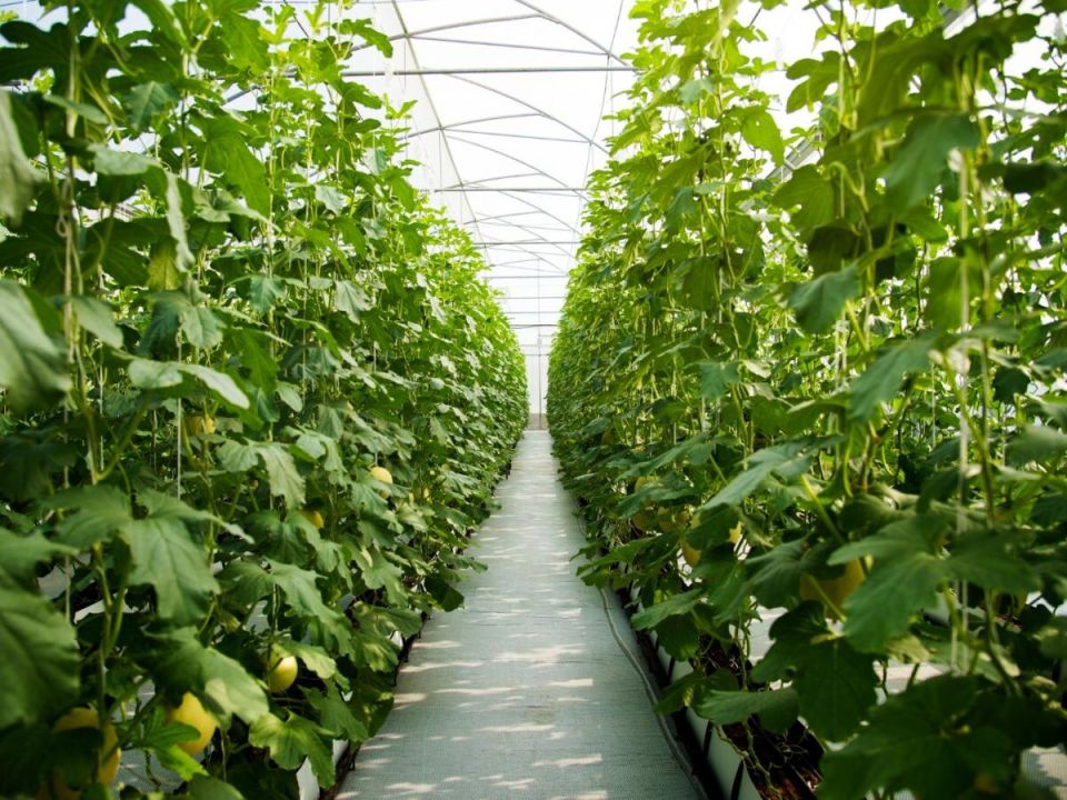 ��� ����������� ������� � ����: ������� ������� ���������