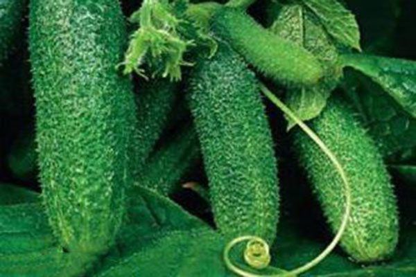 Характерные особенности огурцов Циркон