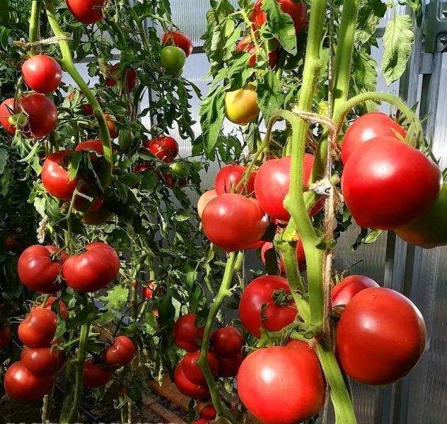 ����� ��������: ������������� ������ ��� ������ �������