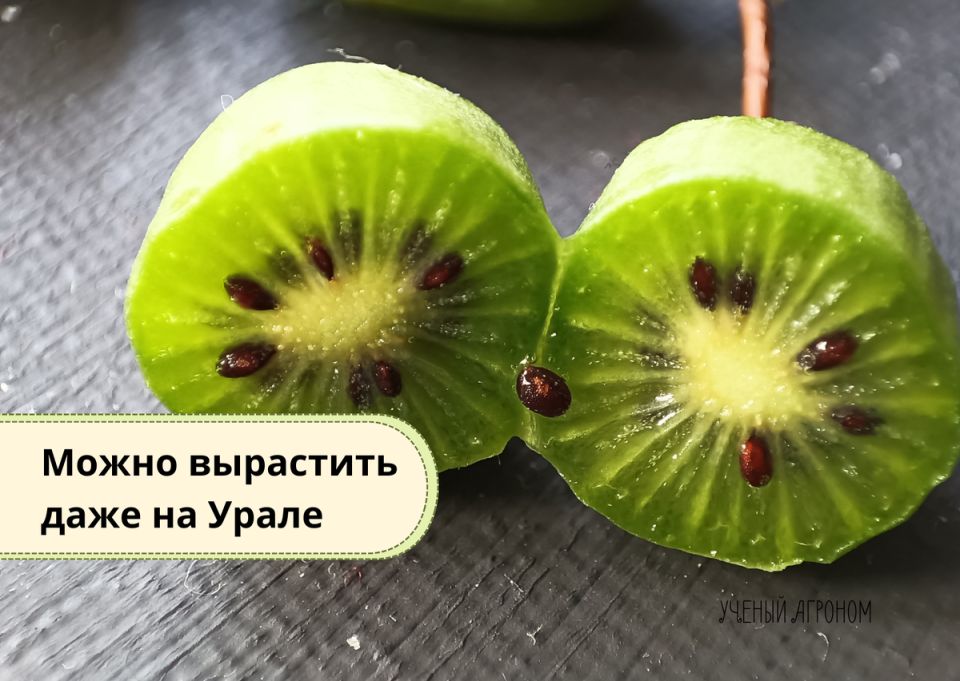 ���� � ������ ����� ��� ��������� �������: ��� ������ ������ ��� ������