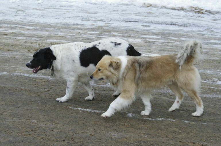 Контроль над требованиями к содержанию животных может перейти в МВД