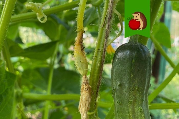 Завязи огурцов yellowing и опадение: спокойное объяснение причин и уход за урожаем